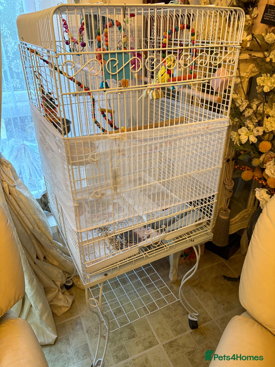 Budgerigars birds for sale: Pair of budgies and cage - Image 3