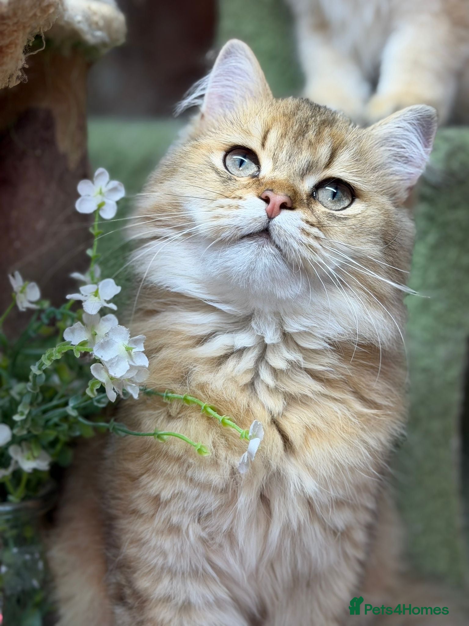 British Longhair cats Stunning British Longhair kittens  - Advert 1