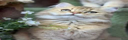 British Longhair cats for sale: Stunning British Longhair kittens  - Advert 7