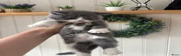 British Shorthair cats for sale: Ready now. 1 Girl left - Advert 8