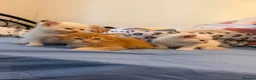 Persian cats for sale: Persian and British Shorthair Kittens  - Advert 5