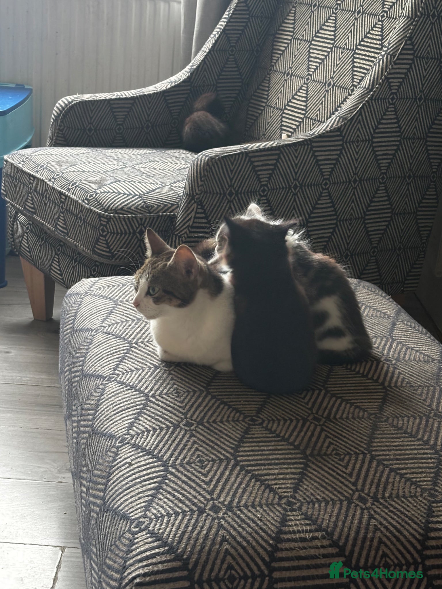 Mixed Breed cats for sale: Kittens for sale in Wigan - Advert 10