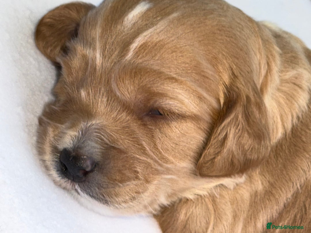 Cockapoo dogs for sale: F1 COCKAPOO PUPS - Advert 9