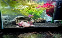 Axolotl reptiles for sale: 2yr old Female Axolotl - Image 1