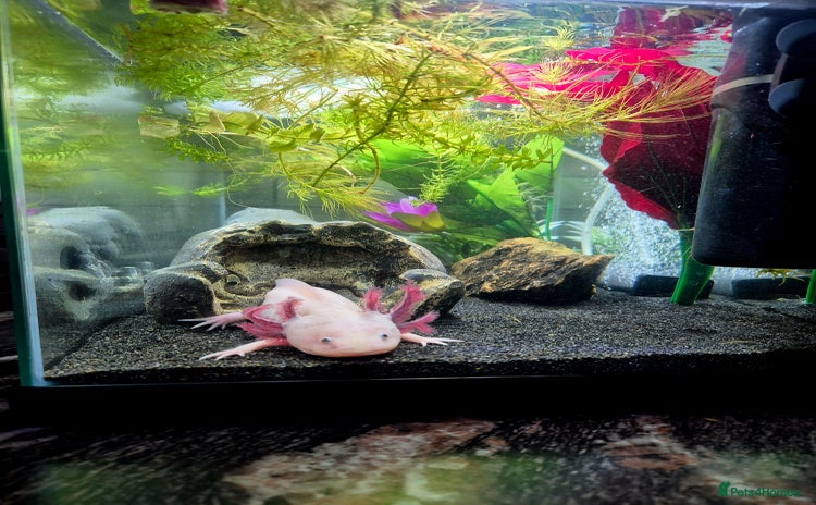 Axolotl reptiles - Advert 15