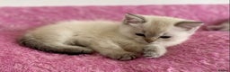 Ragdoll cats for sale: Ragdoll X British  - Advert 11