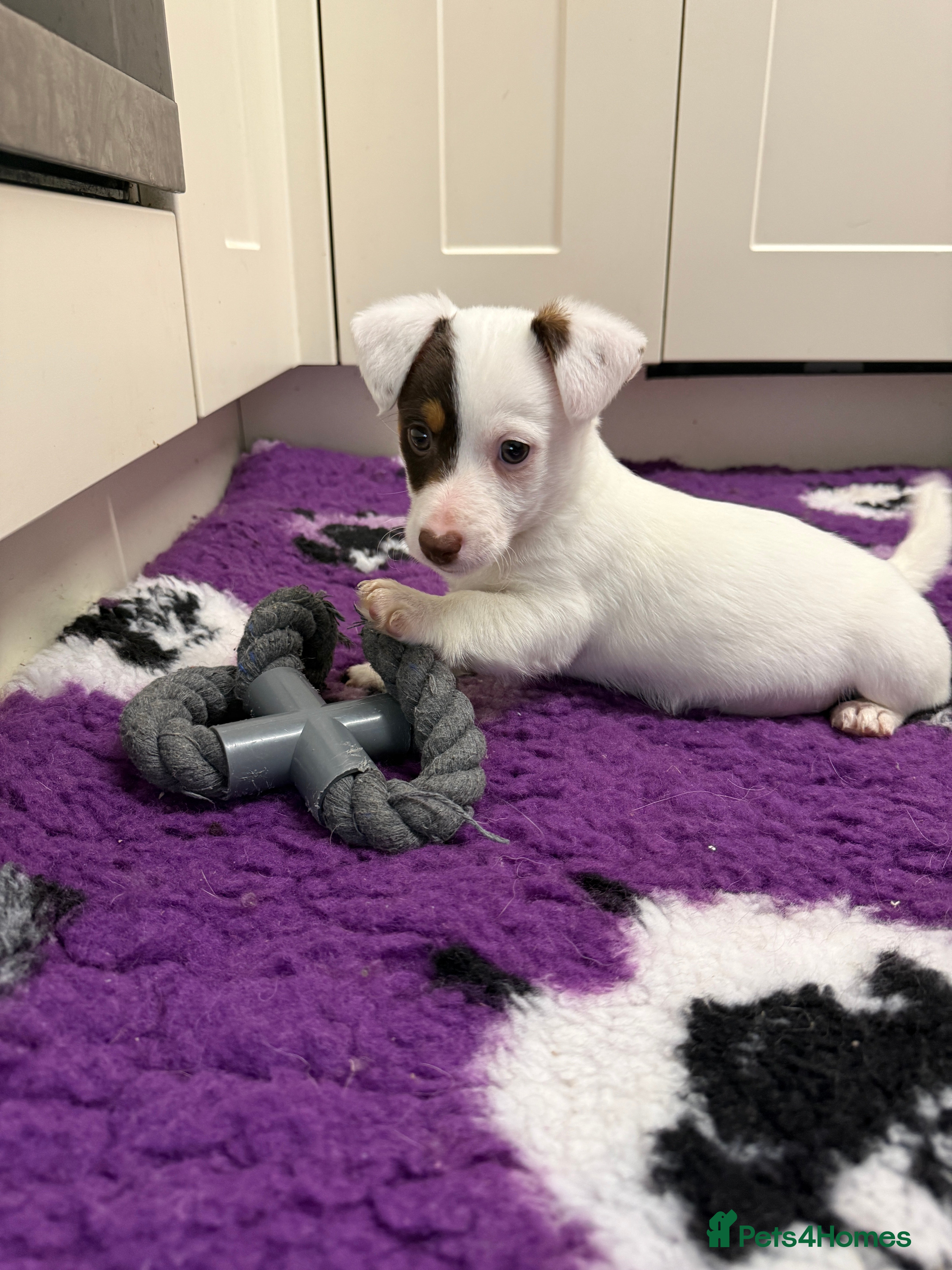 Jack Russell dogs Health Tested Jack Russell Boy - Advert 17