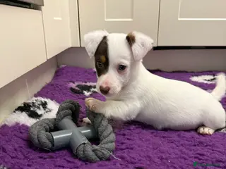 Jack Russell dogs Health Tested Jack Russell Boy - Advert 17