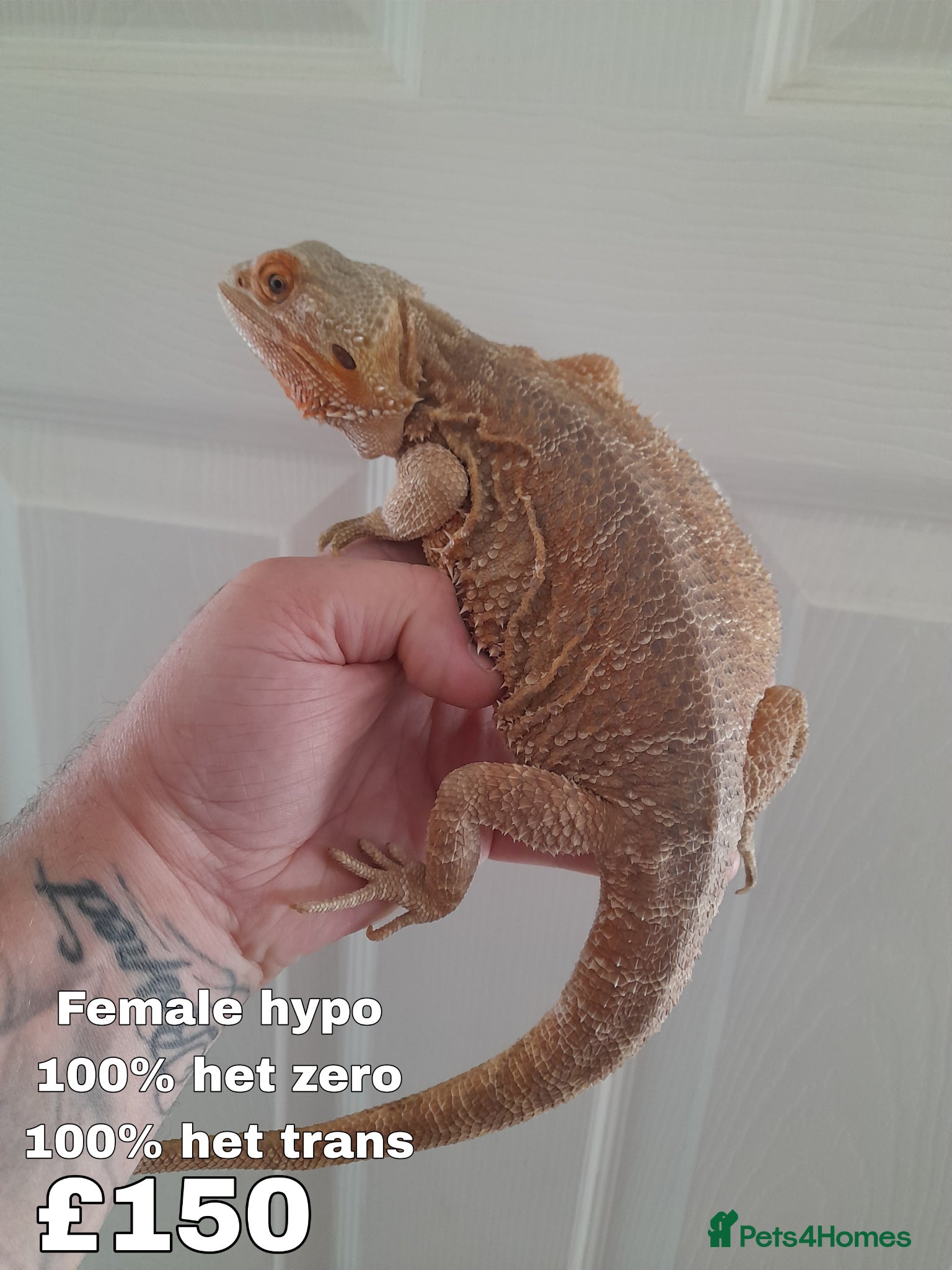 Bearded Dragon reptiles TWO PROVEN BREEDERS FOR SALE - Advert 2
