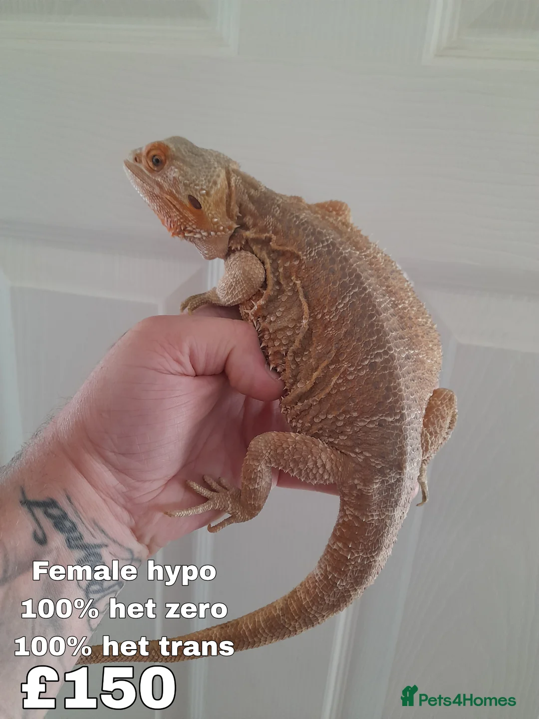 Bearded Dragon reptiles for sale: TWO PROVEN BREEDERS FOR SALE - Advert 2