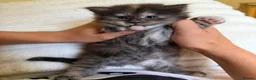 Maine Coon cats for sale: XL MAINE COON KITTENS UNIQUE COLOUR XL BLOODLINE - Advert 9