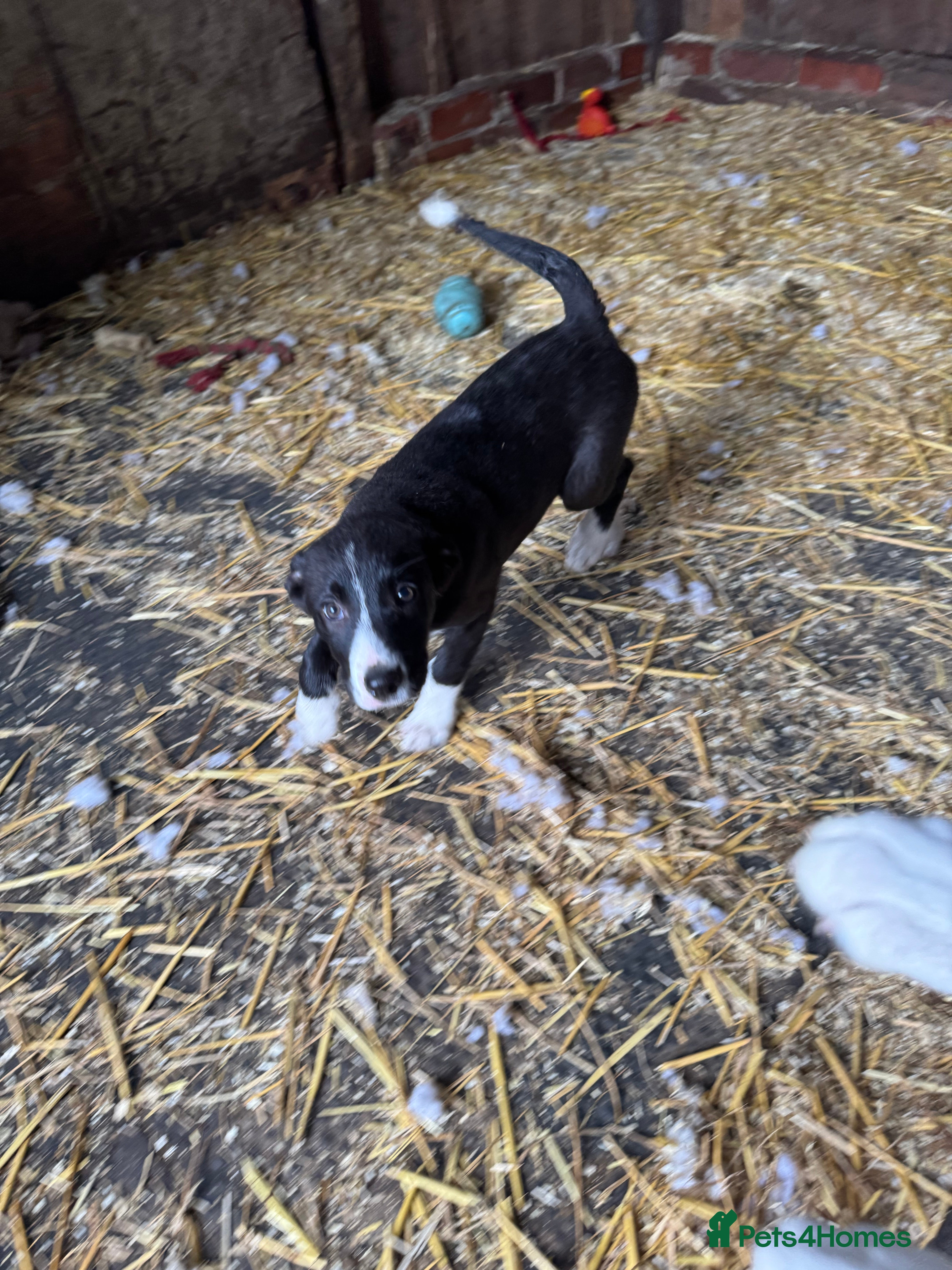 Smooth Collie dogs ISDS registered Collie Pups - Advert 2