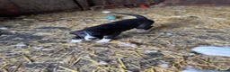 Smooth Collie dogs for sale: ISDS registered Collie Pups - Advert 2