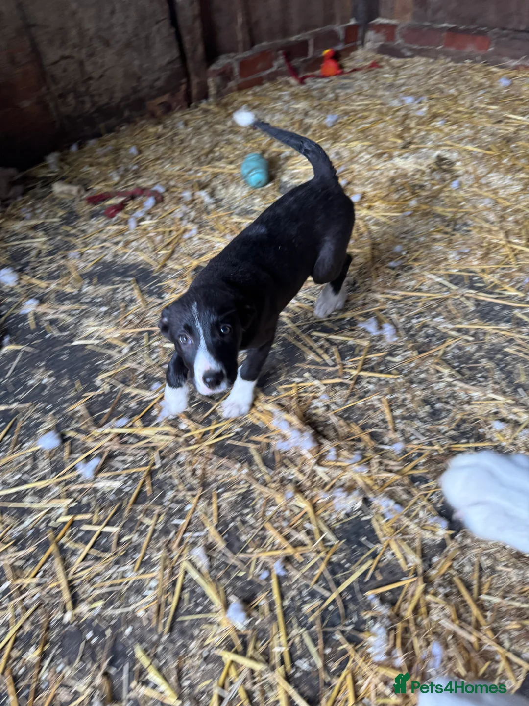 Smooth Collie dogs for sale: ISDS registered Collie Pups - Advert 2