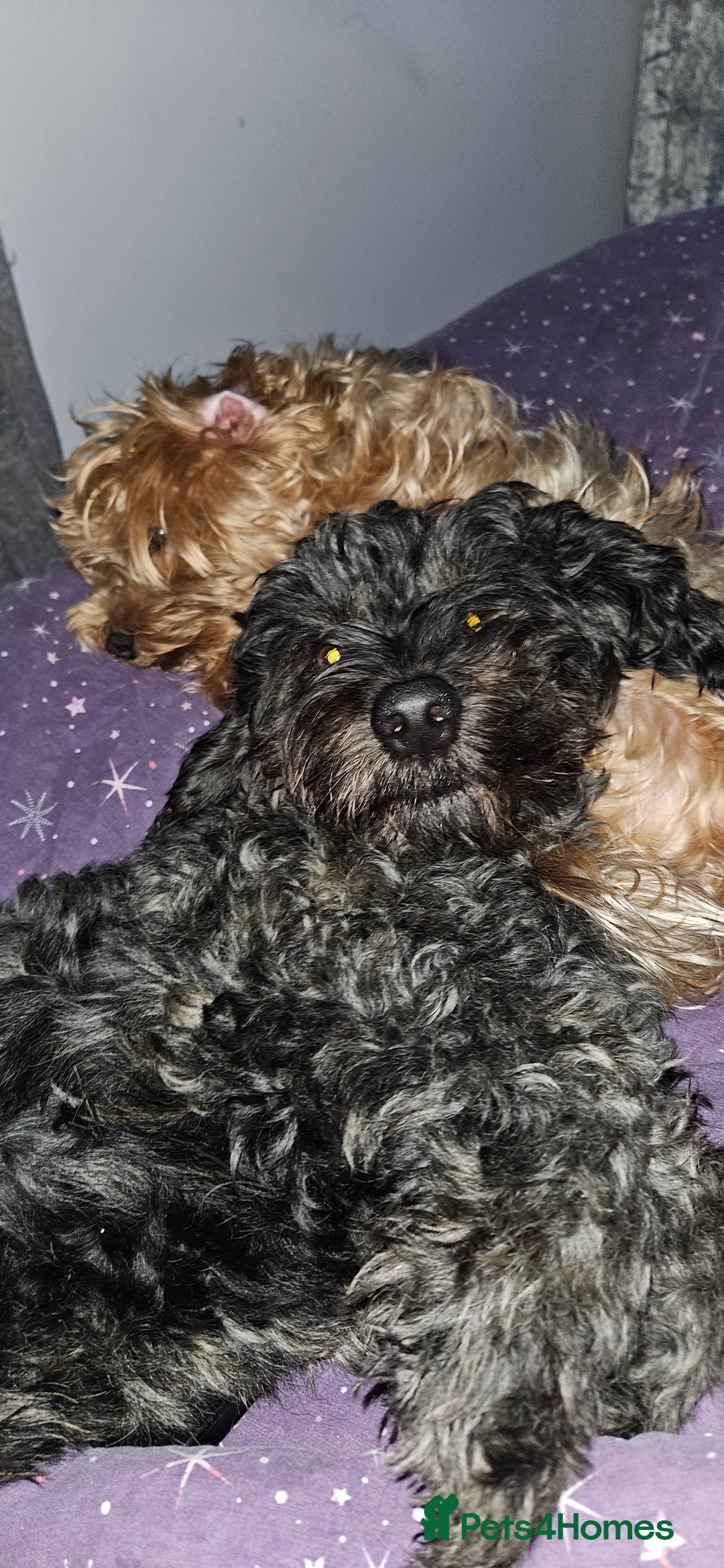 Mixed Breed dogs for sale: Male yorkipoo  - Advert 6