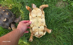 Tortoise reptiles for sale: Leopard, red and yellow foot tortoise  - Image 15