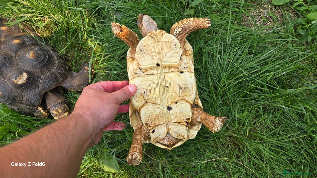 Tortoise reptiles for sale: Leopard, red and yellow foot tortoise  - Image 15