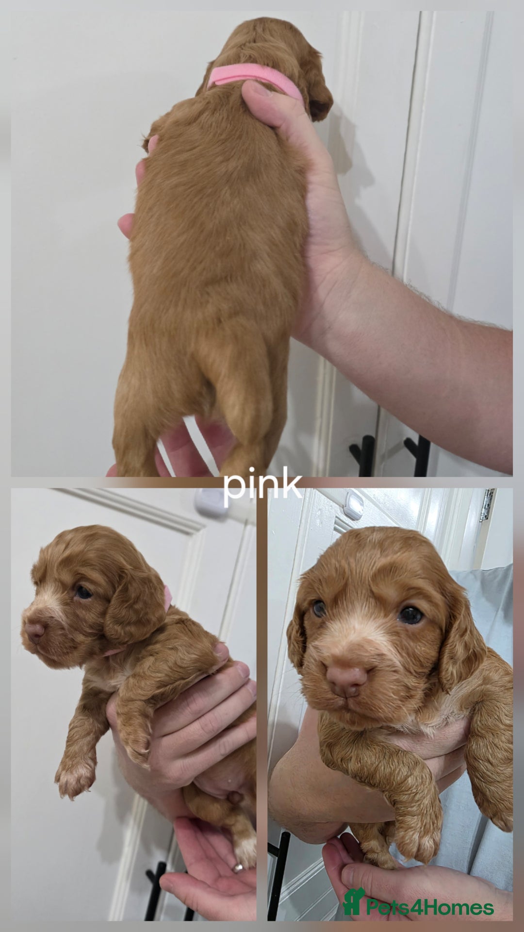Cocker Spaniel dogs for sale: Working Cocker spaniel puppies - Advert 2