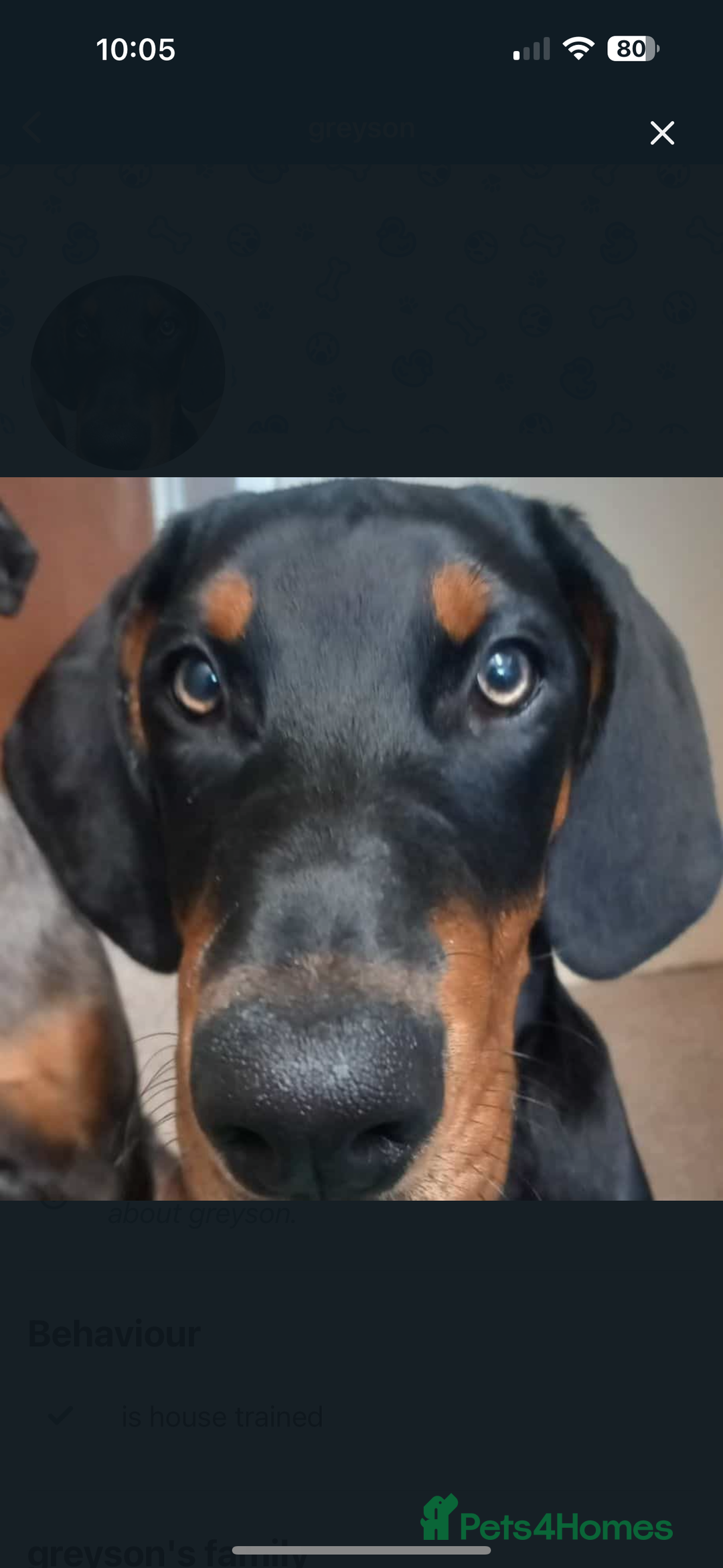 Dobermann dogs for sale: Beautiful Doberman boy for rehome - Advert 3