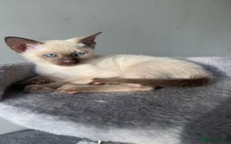 Siamese cats for sale: Beautiful Siamese Kittens - Advert 3