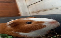 Guinea Pig rodents for sale: Guinea pigs - Image 3