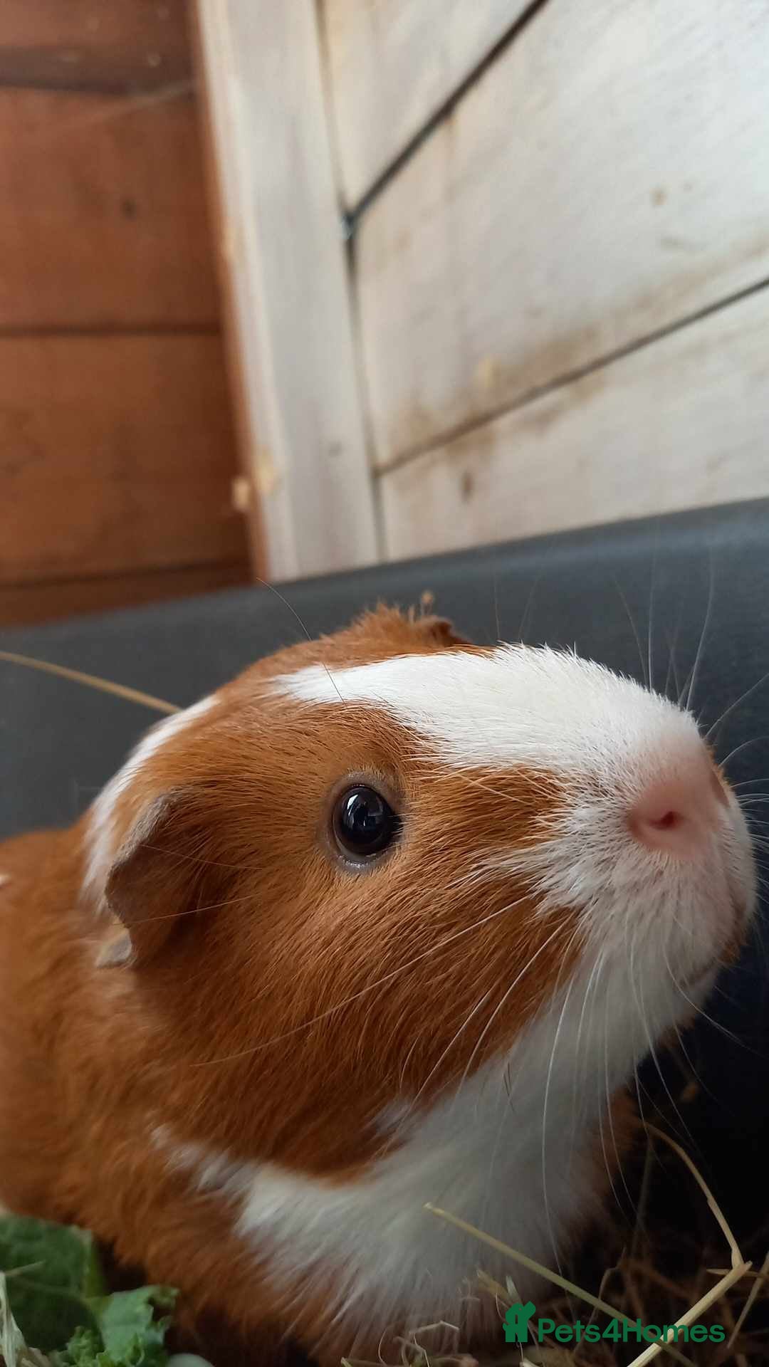 Guinea Pig rodents for sale: Guinea pigs - Image 3
