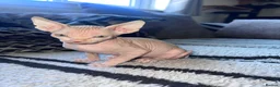 Sphynx cats for sale: Canadian sphynx ready to leave now  - Advert 10