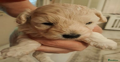 Maltipoo dogs - Advert 8
