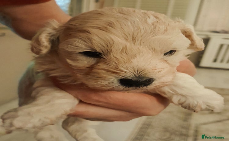 Maltipoo dogs - Advert 1