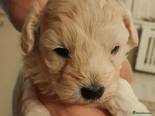 Maltipoo dogs - Advert 3