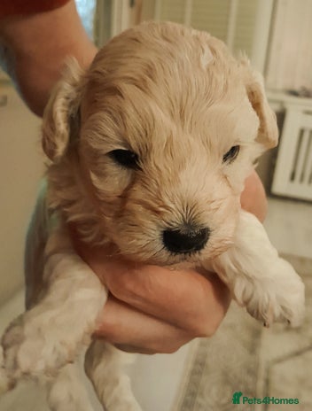 Maltipoo dogs - Advert 3
