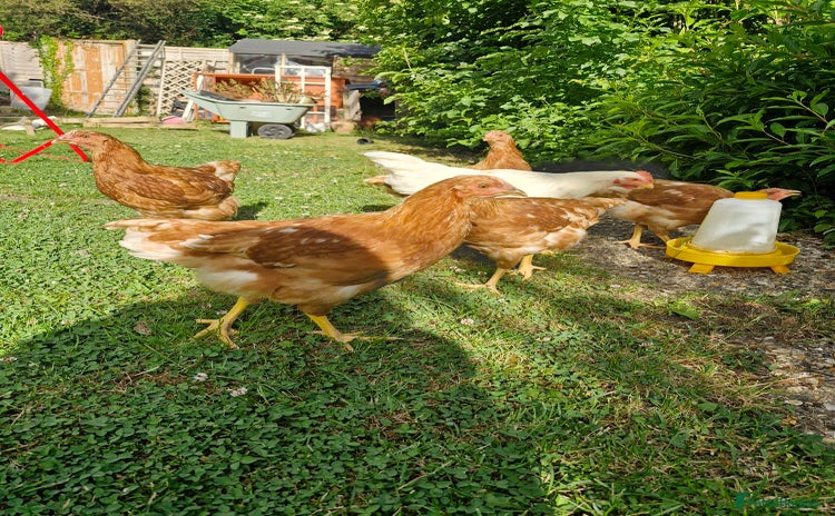 Chickens poultry - Advert 13