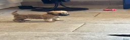 Mixed Breed dogs for sale: F1 Cairndoodle Puppies  - Advert 15