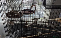 Canaries birds for sale: Carnary  - Image 1