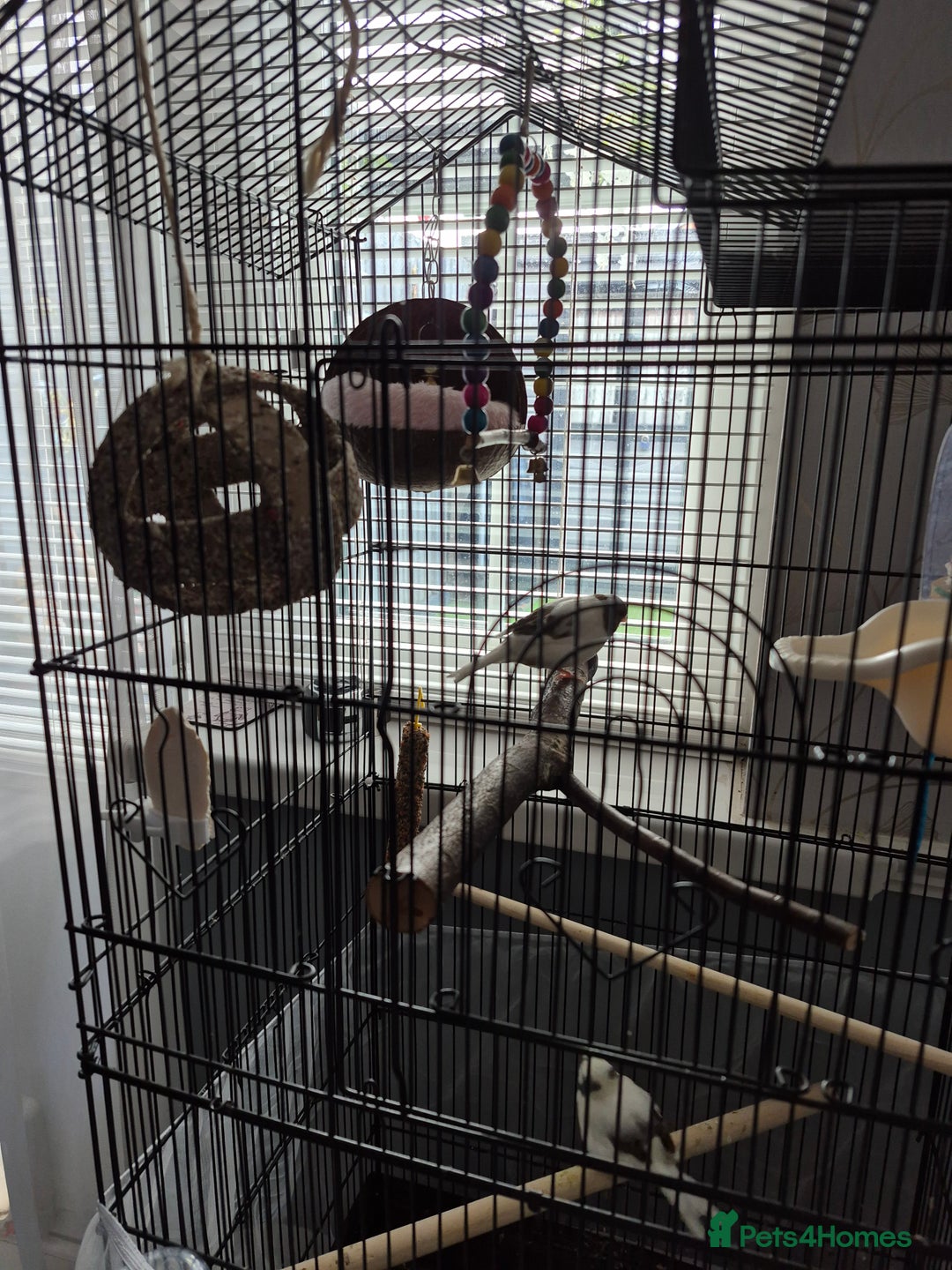 Canaries birds for sale: Carnary  - Image 1
