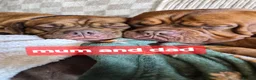 Dogue De Bordeaux dogs for sale: DOGUE DE BORDEAUX PUPPIES in Newark - Advert 5