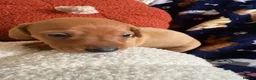 Miniature Dachshund dogs for sale: Kc reg 5 mini dachshund for sale  - Advert 26