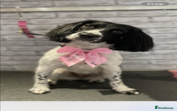 English Springer Spaniel dogs for sale: 6 gorgeous KC reg ESS puppies  - Image 8