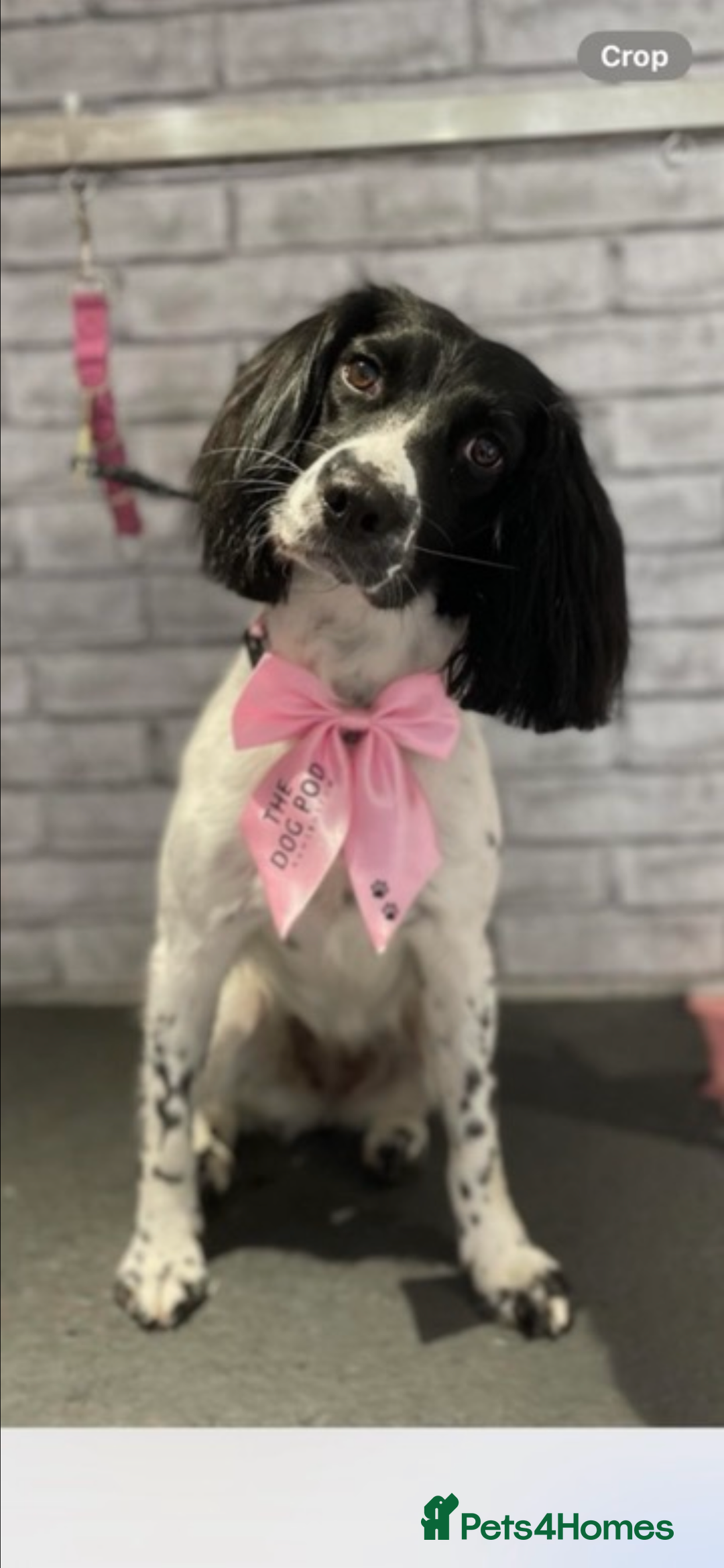 English Springer Spaniel dogs for sale: 6 gorgeous KC reg ESS puppies  - Image 8