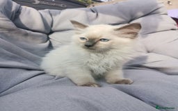 Ragdoll cats for sale: 2 left Pure Health tested huge ragdoll kittens  - Image 20