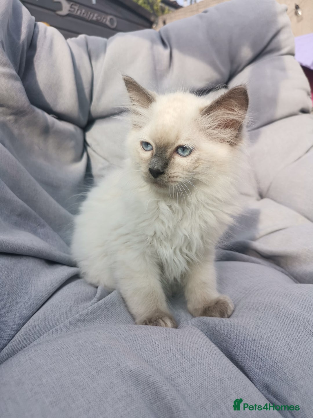 Ragdoll cats for sale: 2 left Pure Health tested huge ragdoll kittens  - Image 20