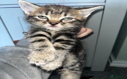 Mixed Breed cats for sale: 7 kittens looking for a home - Image 4