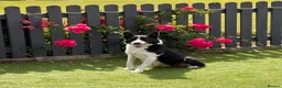 Border Collie dogs for sale: Border collie puppies  - Advert 1