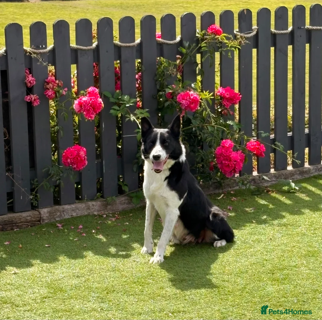 Border Collie dogs for sale: Border collie puppies  - Advert 1