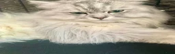 Perdoll cats for sale: PERDOLL (PERSIAN-RAGDOLL) KITTENS - Advert 7