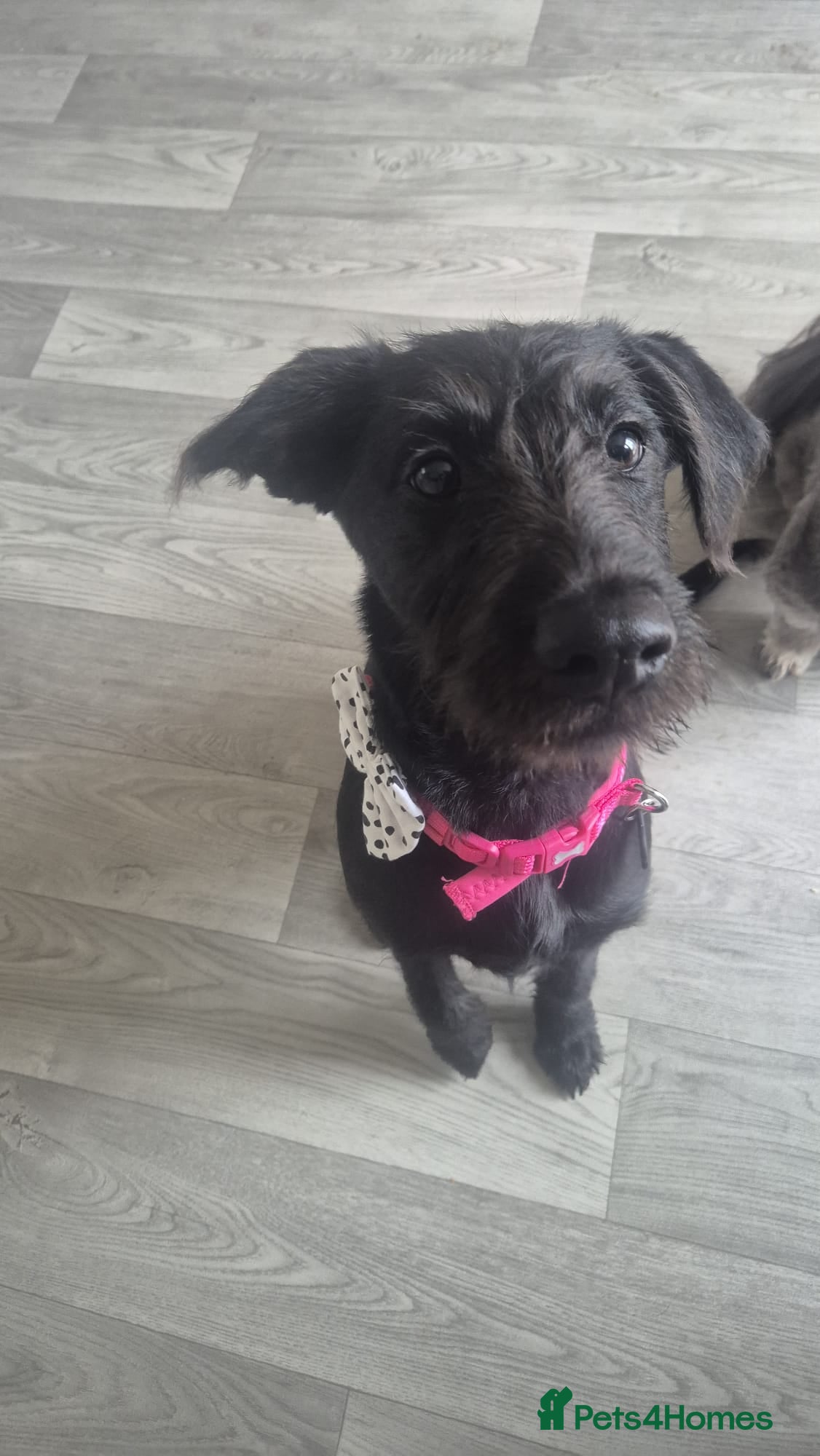 Mixed Breed dogs Pixie - Female Labrador Cross  - Advert 2
