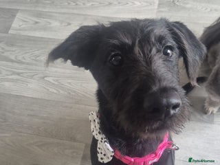 Mixed Breed dogs Pixie - Female Labrador Cross - Advert 2