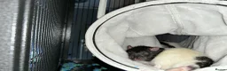 Rat rodents for sale: Rats for sale in Dalkeith - Advert 4