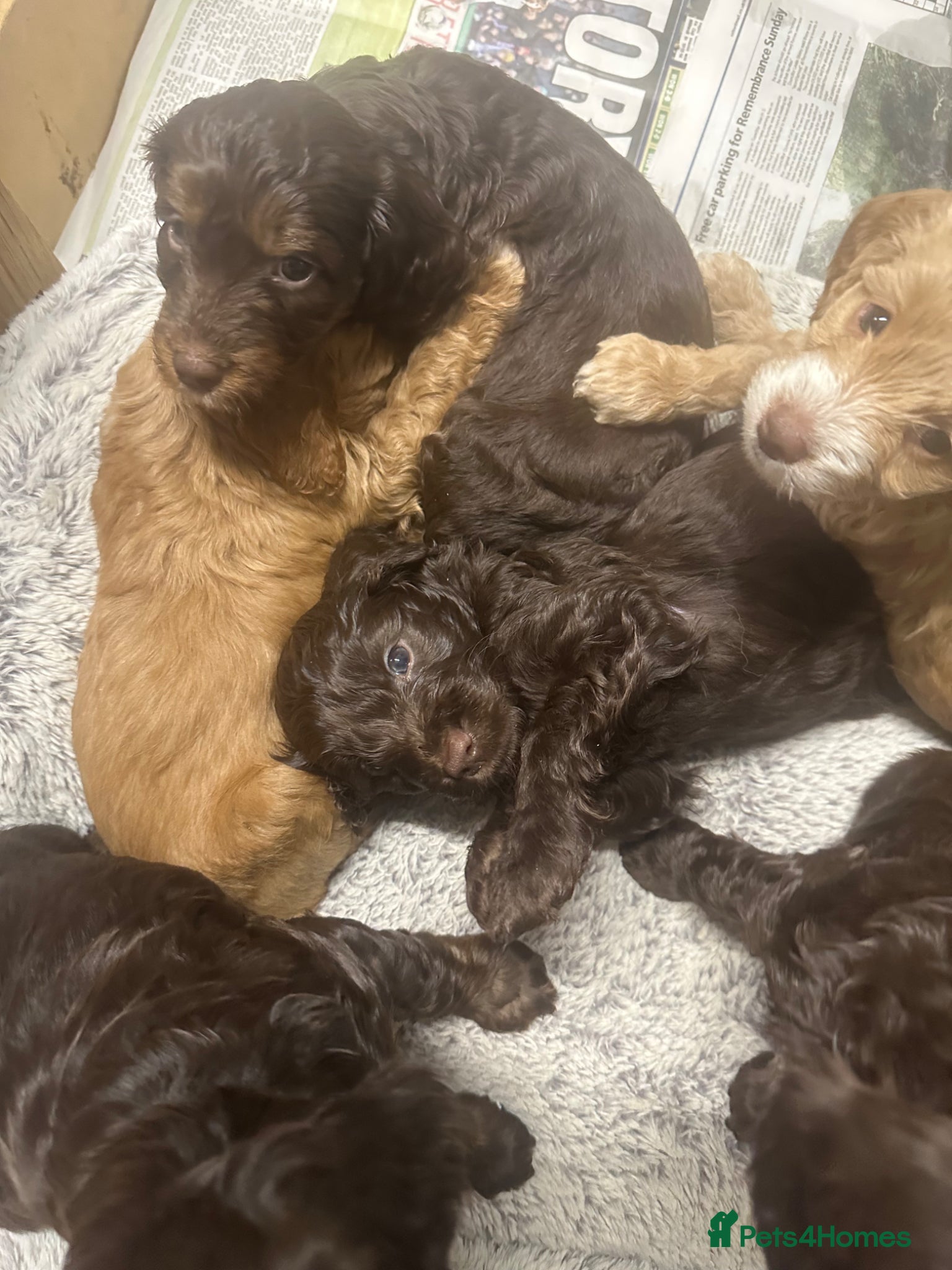 Poochon dogs Gorgeous Cockerpoochons ⭐️Last 2 boys ⭐️ - Advert 1