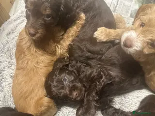 Poochon dogs Gorgeous Cockerpoochons ⭐️Last 2 boys ⭐️ - Advert 5